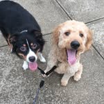 Beau & Buster - @aussieandthedoodle - Instagram