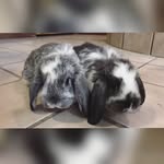 Beau & Buster - @b_b_lops - Instagram