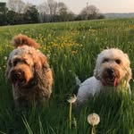 Beau and buster🐾🐾 - @just2cockapoos - Instagram