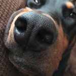 Beau and Buster Brown 🐾 - @beau.buster - Instagram