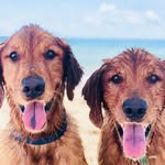 Beau and Gusss - Buster 🕊️🌈6/7/2023 & Ranger🕊️🌈10/1/2023 - @beauandgusss - Instagram