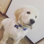 Beau Buster - @beaubaby12 - Instagram