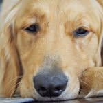 Beau Buster - @beaulicious_gold - Instagram
