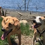 Buster & Beau - @buster_and_beau - Instagram