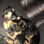 Buster & Beau - @busterandbeau - Instagram