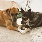 Buster & Beau MacKinnon - @buster_beau_mack - Instagram