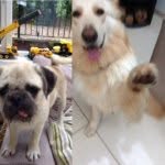 @buster_and_beau_baguley - Instagram