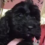 Buster Beau - @iambusterbeau - Instagram