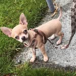 Buster beau🐶 - @busterbeauthechichi - Instagram