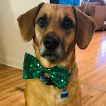 Buster Beau Brown Patrone - @buster_beau_brown - Instagram