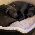 @buster_n_beau_jarvis - Instagram