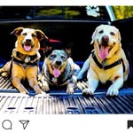 ⠀⠀⠀⠀⠀⠀⠀⠀⠀⠀⠀⠀Buster🐾Bailey🐾Beau - @buster_bailey_beau - Instagram