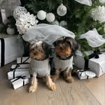 Buster&Beau - @buster_and_beaux - Instagram