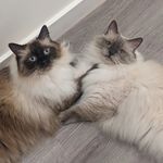 Beau & Buttons 💕 - @beauandbuttons - Instagram