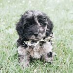 Beau Button - @beauregard.button - Instagram
