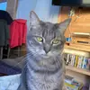 Beau Buttons - @mr.beau.buttons_thecat - TikTok