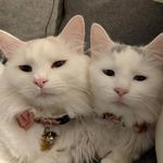 Buttons & Beau - @buttons_and_beau - Instagram