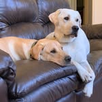 Bear + Beau Cannon - @bearandbeaucannon - Instagram