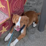 Bucky - @beau.cannon_barkes - Instagram