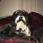 Beau- Tibetan Terrier - @beau.carroll - Instagram