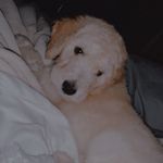 Koda Beau Carroll - @koda.the.golden.doodle - Instagram