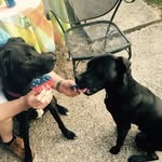Jack & Beau Carson - @boxadorbrothers4lyfe - Instagram