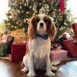 Beau - @_beau_the_cavalier_ - Instagram