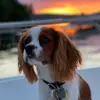 Beau B - @beauthecavalier - TikTok