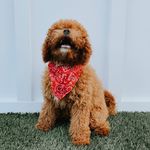 Beau - @beau.the.cavalier.cavapoo - Instagram