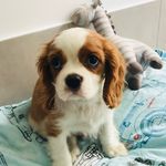 Beau - @beau_the_cavalier - Instagram