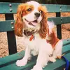 Beau - @beau_the_cavalier - TikTok
