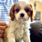 Beau - @beau_the_cavalier_king - Instagram