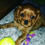 beau_cavalier - @beau_cavalier2285 - Instagram