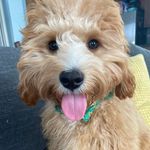 Beau (King Cavalier & Poodle Mix) - @beau_cavipoo - Instagram