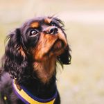 Beau the Cavalier - @beaulecavalier - Instagram