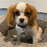 Beau the Cavalier - @beau_the_cavi - Instagram