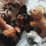 Beau The Cavalier - @beau_cavalierdiaries - Instagram