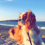 Beau The Cavalier - @king.beau.the.cav - Instagram