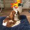 Beau the Cavalier - @beaubeauthecavalier - TikTok