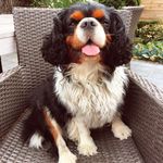 Beau The Cavalier King Charles - @beauthebigboss - Instagram