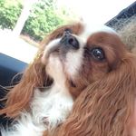 Beau The Cavalier King Charles - @beauthelittledoggie - Instagram
