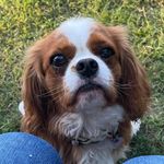 Beau The Dog - @beau_the__cavalier - Instagram