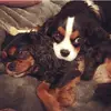 BelleAndBeauCavalier - @belleandbeaucavalier - TikTok