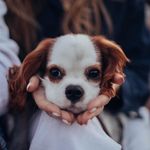 Billy Beau the cavalier - @billy.the.beau - Instagram