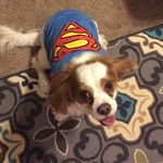 Cavalier.Beau - @cavalier.beau - Instagram
