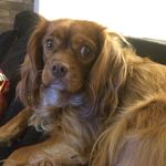 Mara-Beau - @mara.beau_the.cavalier - Instagram