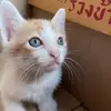 Beau.Chan - @beaubew.chan - TikTok