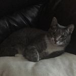Beau - @beau_chapman123 - Instagram