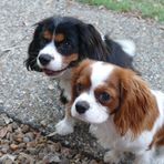 Harley and Beau - Cavaliers King Charles Spaniels - Facebook