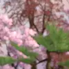 cherryblossombeauty - @cherryblossombeau - TikTok